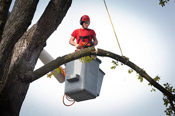 The Steps Involved in Our Tree Care Process in Hazleton, PA